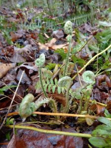 The fiddleheads are coming up in Georgia.