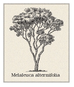 Melaleuca alternifolia is the botanical name for the tea tree. The oil has many medicinal uses, and is a staple of all non-toxic home.